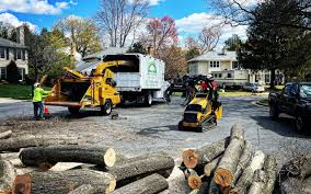 Best Tree Maintenance Programs  in Arlington, MN