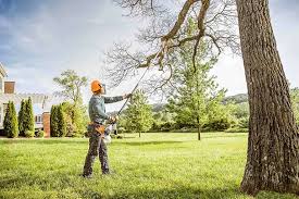 Best Tree Removal  in Arlington, MN