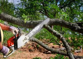 Best Tree Preservation Services  in Arlington, MN