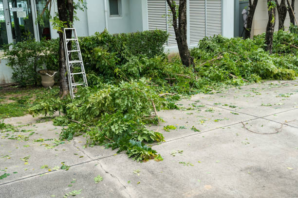 Best Seasonal Cleanup (Spring/Fall)  in Arlington, MN