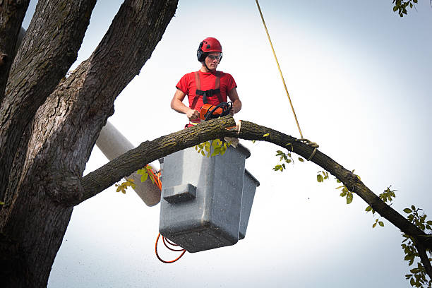 Best Tree Cabling and Bracing  in Arlington, MN