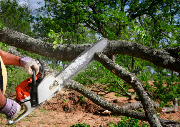 Best Stump Grinding and Removal  in Arlington, MN